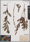 Foto von Salix cinerea L. x Salix purpurea L.
